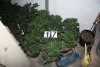 Plantacja konopi indyjskich zlikwidowana